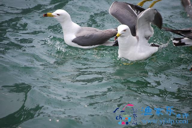 萬(wàn)鳥(niǎo)島景區(qū)