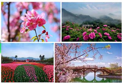 重慶墊江牡丹櫻花世界