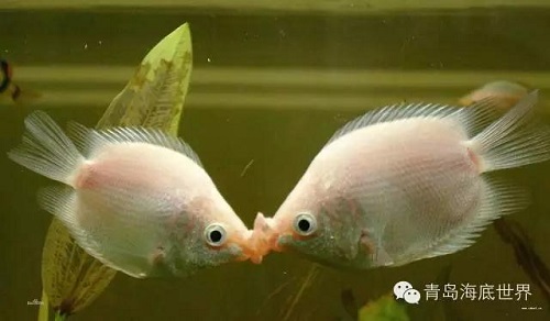 1528681609173638.jpg 圖片5.jpg