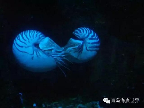 1528681617652415.jpg 圖片6.jpg