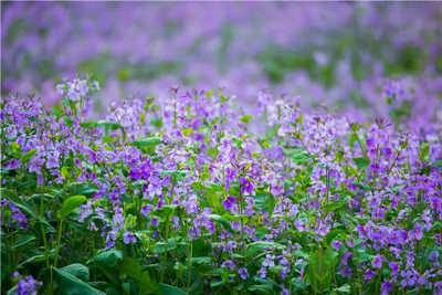 高郵清水潭 二月蘭02