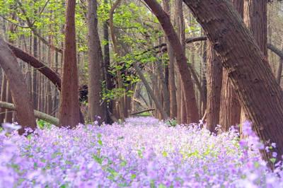 高郵清水潭 二月蘭01
