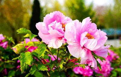 柏鄉(xiāng)牡丹園02 柏鄉(xiāng)牡丹園02