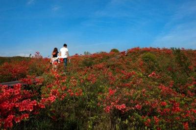 大圍山杜鵑花節(jié)010 大圍山杜鵑花節(jié)010