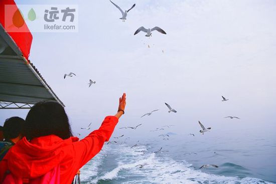 與萬只海鷗成為朋友 山東煙臺長島自助游