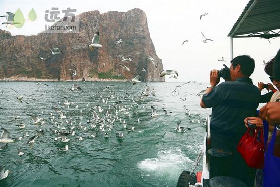 與萬只海鷗成為朋友 山東煙臺長島自助游