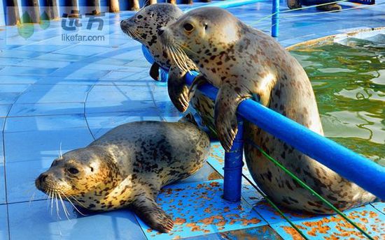 與萬只海鷗成為朋友 山東煙臺長島自助游