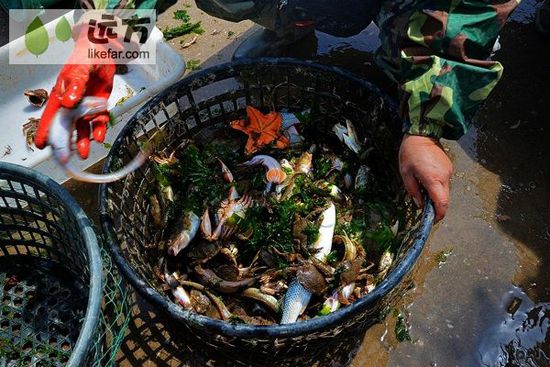 與萬只海鷗成為朋友 山東煙臺長島自助游