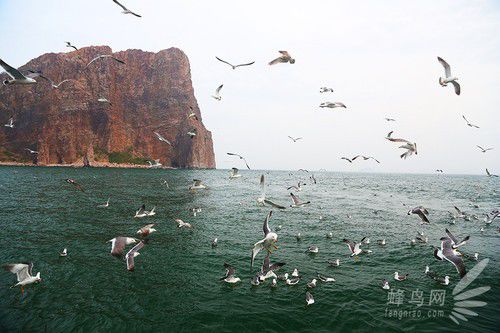 出海喂鳥吃海鮮 山東長島讓你玩到爽 出海喂鳥吃海鮮 山東長島讓你玩到爽