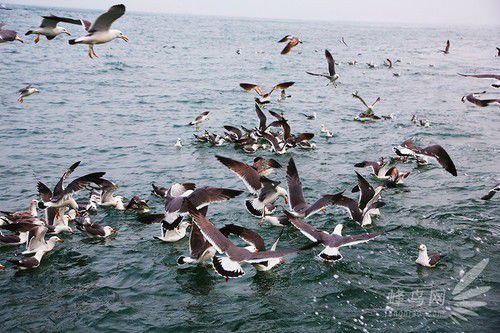 出海喂鳥吃海鮮 山東長島讓你玩到爽