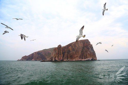 出海喂鳥吃海鮮 山東長島讓你玩到爽