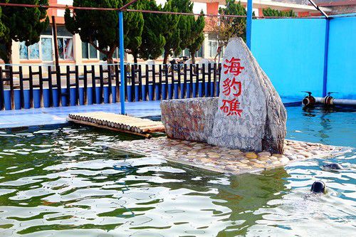 出海喂鳥吃海鮮 山東長島讓你玩到爽