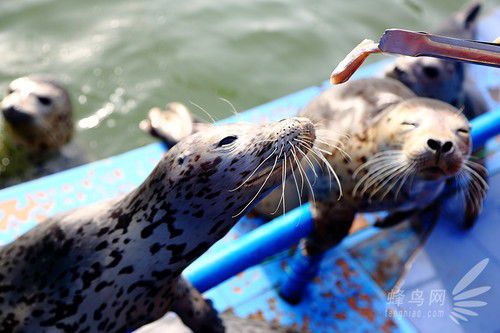 出海喂鳥吃海鮮 山東長島讓你玩到爽