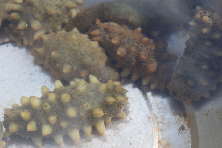 無(wú)與倫比的美味：長(zhǎng)島國(guó)際度假區(qū)的海鮮盛宴 - 西園的貓 - 風(fēng)從海面吹過(guò)來(lái)