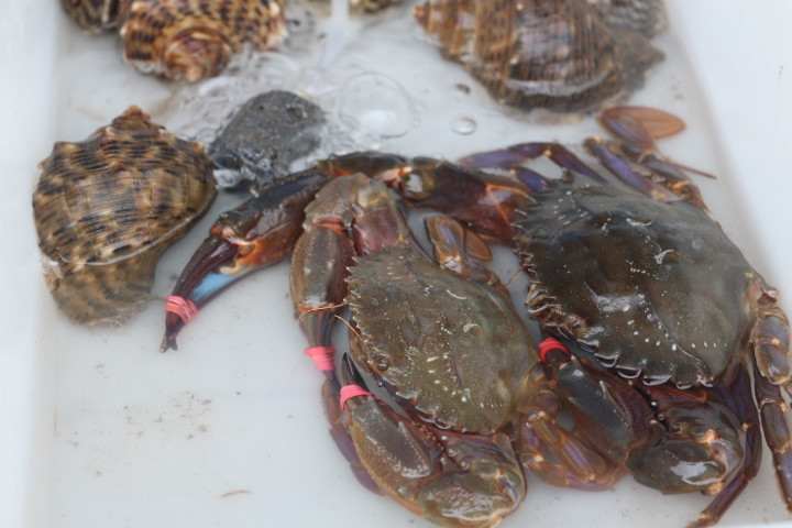 無(wú)與倫比的美味：長(zhǎng)島國(guó)際度假區(qū)的海鮮盛宴