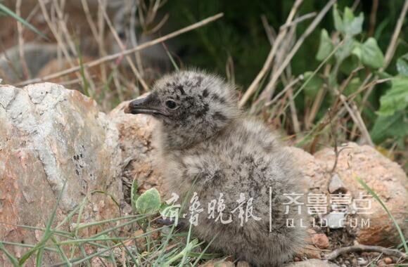 從產(chǎn)蛋到孵化，數(shù)萬只黑尾鷗在這里繁育后代