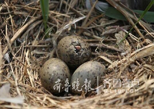 從產(chǎn)蛋到孵化，數(shù)萬只黑尾鷗在這里繁育后代