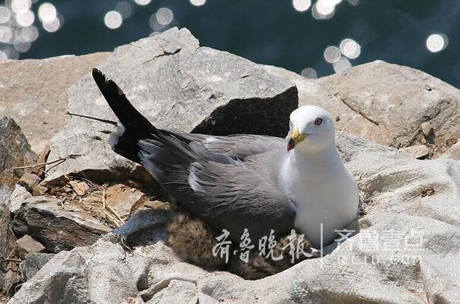 從產(chǎn)蛋到孵化，數(shù)萬只黑尾鷗在這里繁育后代