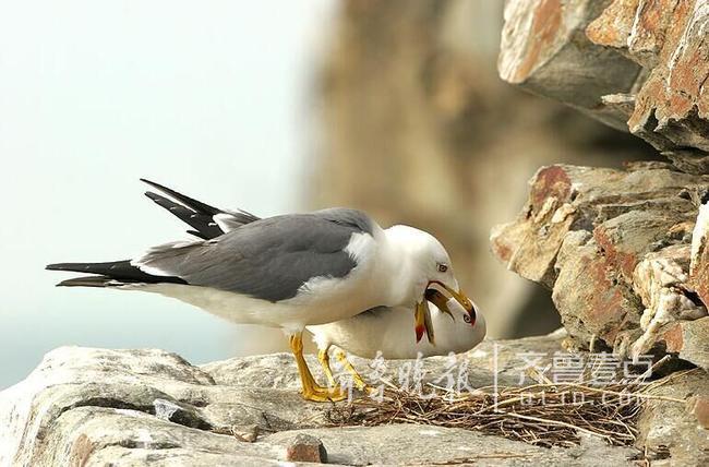 從產(chǎn)蛋到孵化，數(shù)萬只黑尾鷗在這里繁育后代