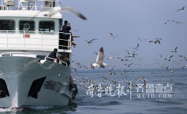 從產(chǎn)蛋到孵化，數(shù)萬只黑尾鷗在這里繁育后代