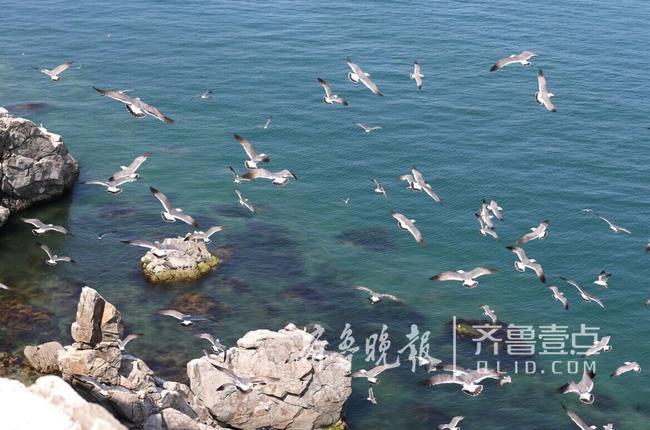 從產(chǎn)蛋到孵化，數(shù)萬只黑尾鷗在這里繁育后代