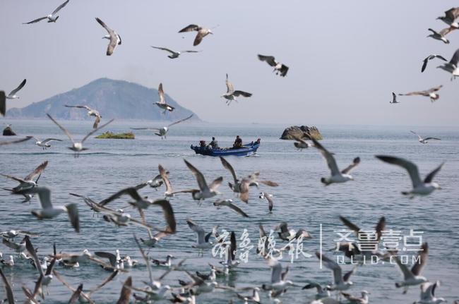 從產(chǎn)蛋到孵化，數(shù)萬只黑尾鷗在這里繁育后代