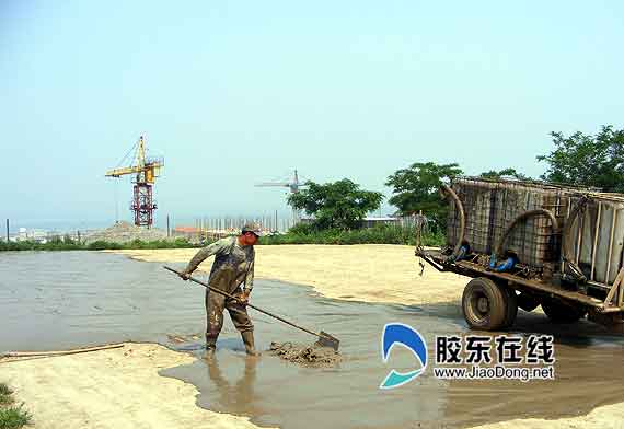 煙臺長島興起“參糧”加工業(yè)