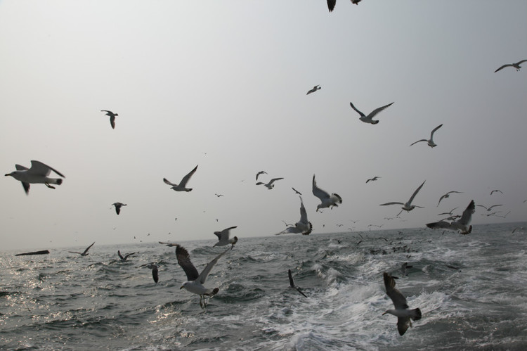 煙臺(tái) 蓬萊 長(zhǎng)島游 (一） - 山茱萸 - 我的博客