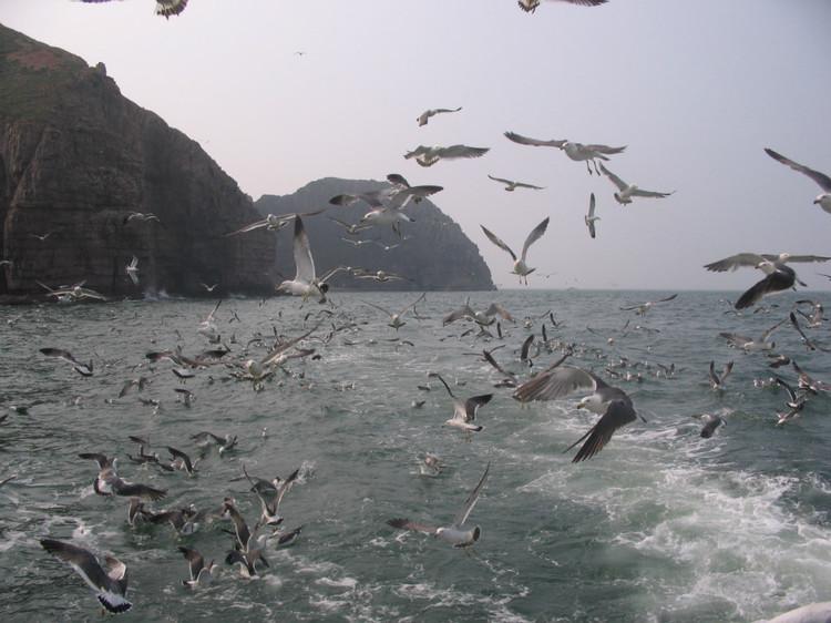 煙臺(tái) 蓬萊 長(zhǎng)島游 (一） - 山茱萸 - 我的博客