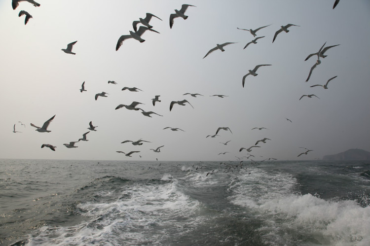 煙臺(tái) 蓬萊 長(zhǎng)島游 (一） - 山茱萸 - 我的博客