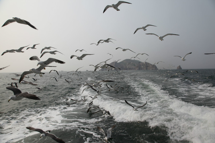 煙臺(tái) 蓬萊 長(zhǎng)島游 (一） - 山茱萸 - 我的博客