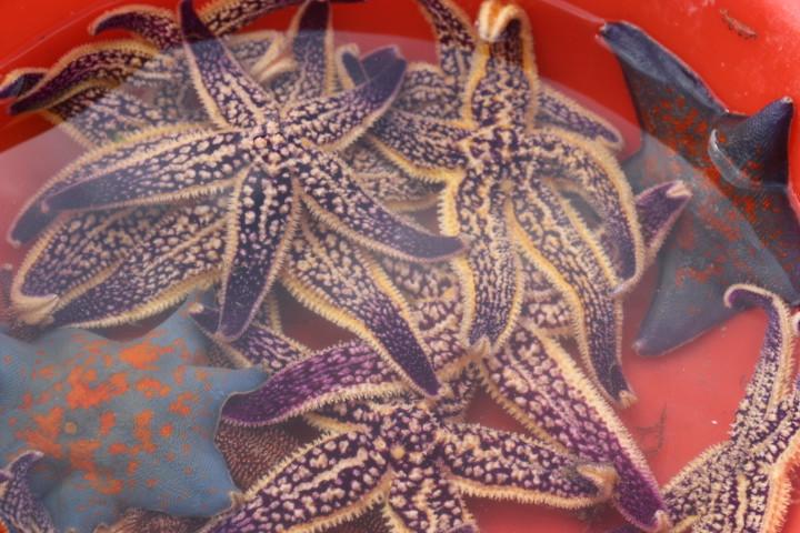 無與倫比的美味：長島國際度假區(qū)的海鮮盛宴 - 西園的貓 - 風從海面吹過來