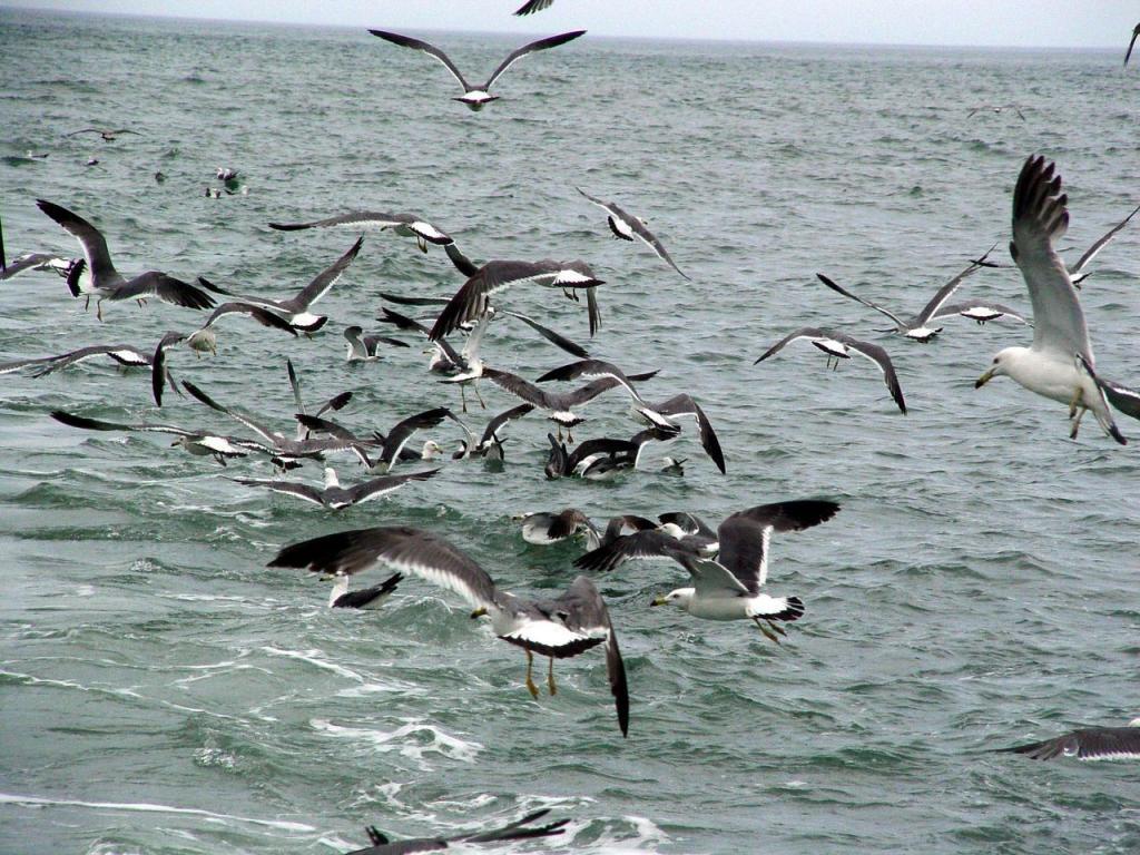 長(zhǎng)島萬鳥島