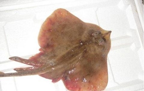 長(zhǎng)島老板魚(yú)