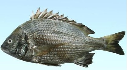 長(zhǎng)島海鮒