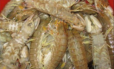 長(zhǎng)島爬蝦