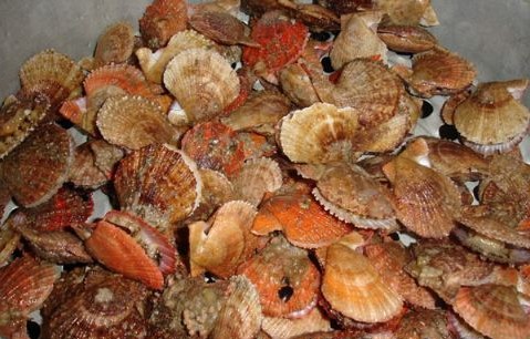 長(zhǎng)島扇貝