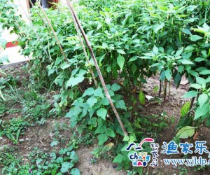 長島永安漁家樂