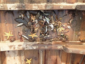 長島建堂漁家樂