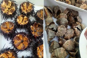 長島漁樵燈火別墅